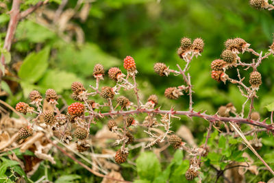 Close-up of wilted plant