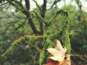 Close-up of fern on tree
