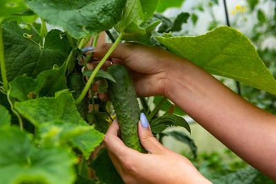 Harvesting organic cucumbers. female hand picks a cucumber from the garden.
