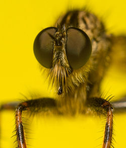 Close-up of insect against yellow background