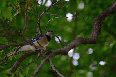 Bird perching on branch