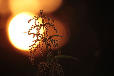 Close-up of silhouette plant against sky at sunset