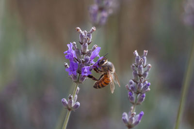 Close up image of lavender flowers and honey bee pollinates with blurred background,plant