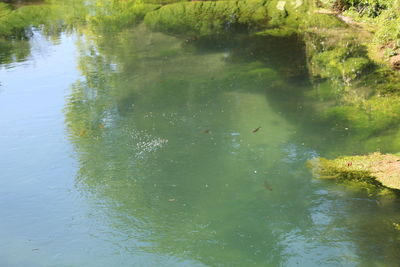 Close-up of duck swimming in lake