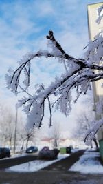 Close-up of snow covered tree against sky