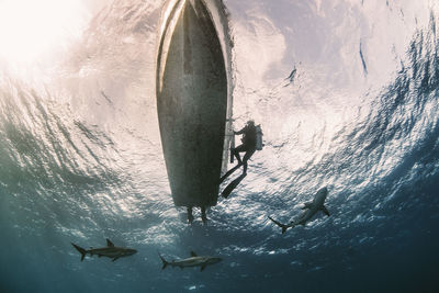 Fish swimming in sea