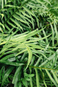 Close-up of green leaves