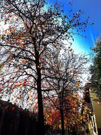 Low angle view of bare trees against sky