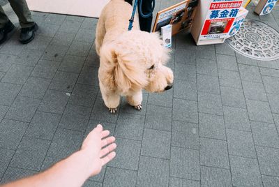 Low section of man with dog