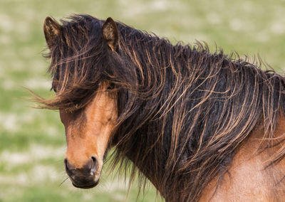 Close-up of horse