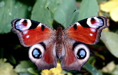 Close-up of butterfly