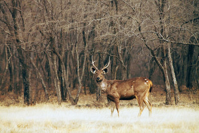 Deer standing in forest