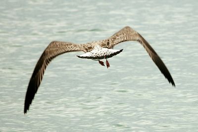 Seagull flying over sea against sky