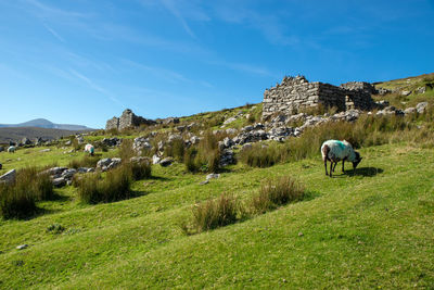 Sheep grazing in a field