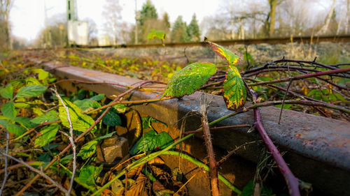 Close-up of plant growing on field