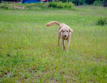 Portrait of dog running on grass