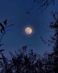 Low angle view of silhouette trees against sky at night