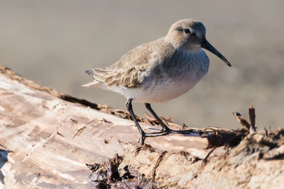 Close-up of bird perching on branch