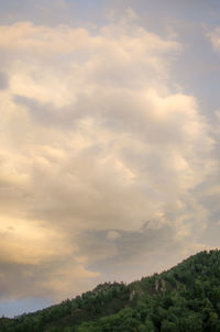 Low angle view of trees against sky