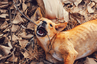 Close-up of a dog on field