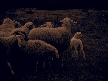 Sheep in a field