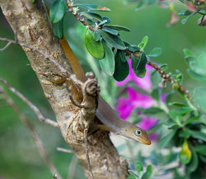 Close-up of a watts anole lizard on tree