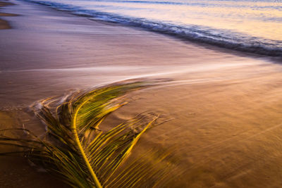 Close-up of sea shore at sunset