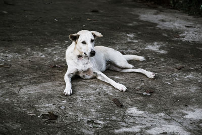 Portrait of dog sitting outdoors