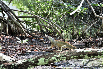 View of lizard on field in forest