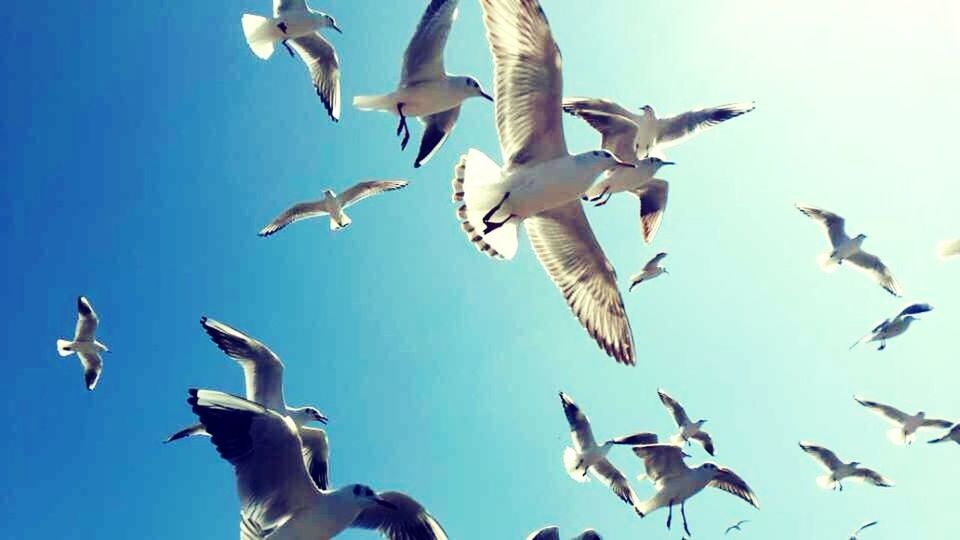 bird, animal themes, animals in the wild, flying, wildlife, flock of birds, low angle view, spread wings, blue, seagull, clear sky, medium group of animals, togetherness, mid-air, sky, day, freedom, outdoors, nature