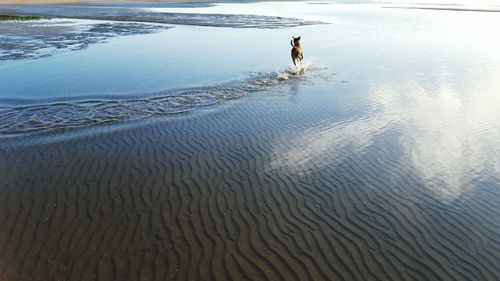 Rear view of dog running on shore at beach