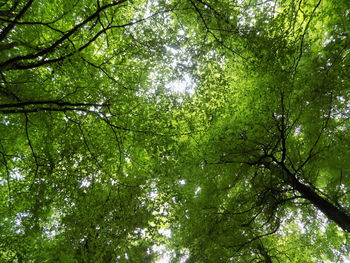 Low angle view of trees