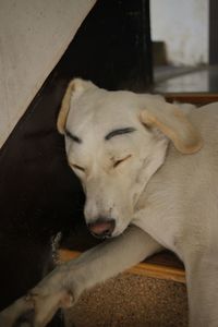 Close-up of dog sleeping