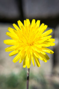 Close-up of yellow flowering plant