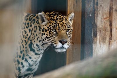 Jaguar looking away in zoo