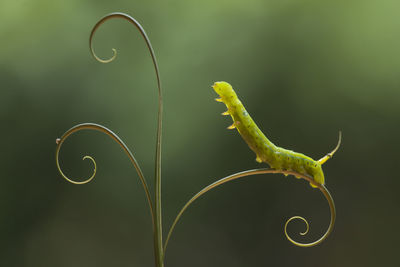 Close-up of green leaf