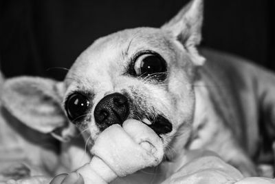 Close-up portrait of dog