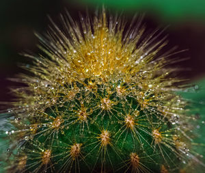 Close-up of succulent plant