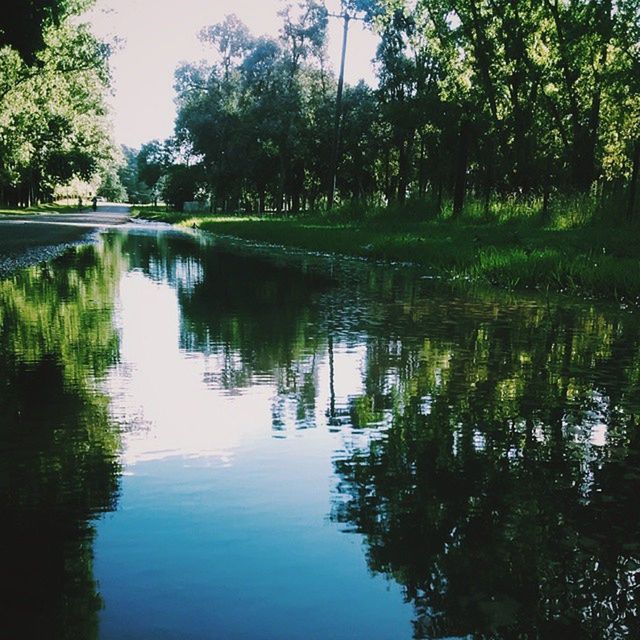 tree, water, reflection, lake, tranquility, tranquil scene, waterfront, green color, nature, beauty in nature, growth, scenics, standing water, river, pond, day, idyllic, outdoors, no people, calm