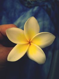 Close-up of hand holding yellow flowering plant