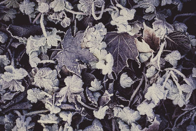 Full frame shot of dry leaves during winter