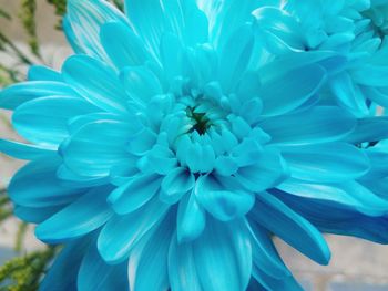 Close-up of blue dahlia
