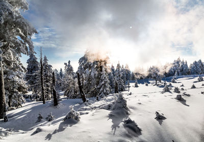 Trees on snow covered land against sky