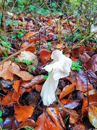 High angle view of mushrooms growing on field