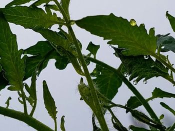 Close-up of plant against sky