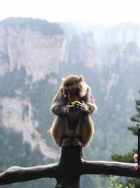 Monkey eating while sitting on railing against mountain