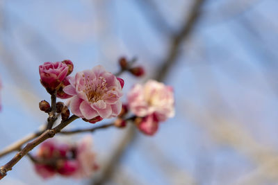 Close-up of pink cherry blossom