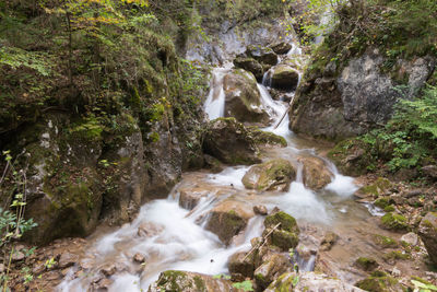 Scenic view of waterfall in forest