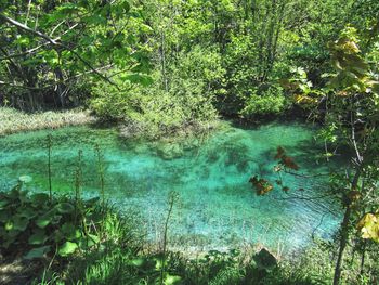 High angle view of jellyfish swimming in lake