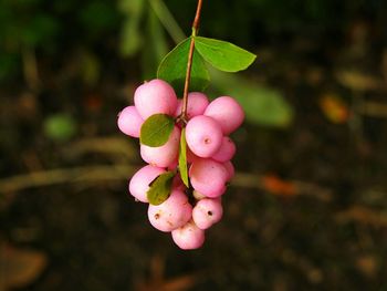 Close-up of pink berries growing on plant